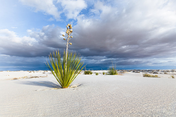 White Sands, New Mexico