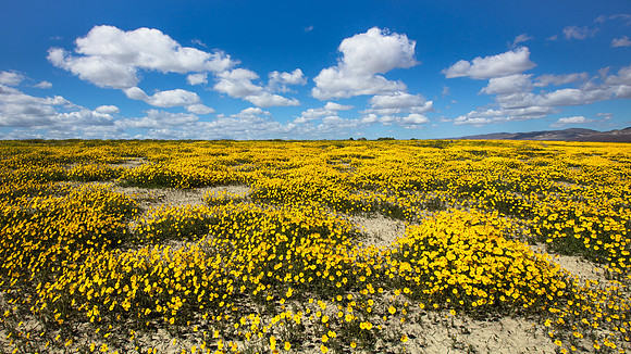 Spring Dream, Carrizo Plains National Monument