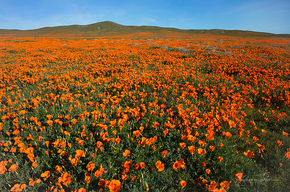 California Poppy Fields
