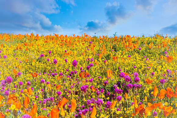 California Wildflower Bloom