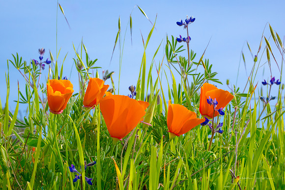 Golden Poppies, Mount Diablo