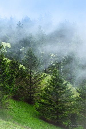 Spring Mist, Mount Tamalpais State Park