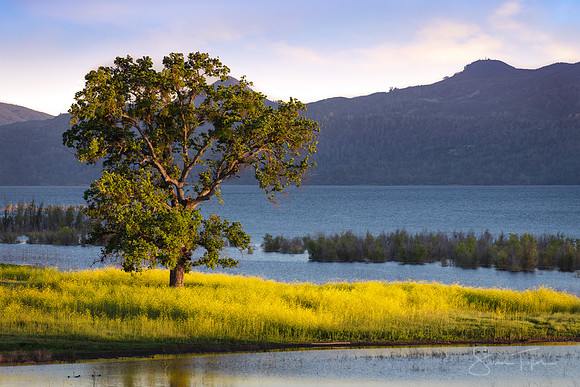 Lake Berryessa Spring Sunset