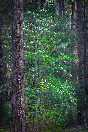 Yosemite Dogwood Bloom