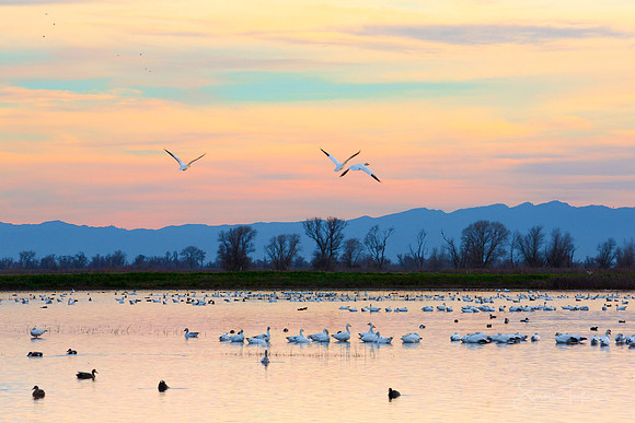 Snow Geese At Sunset