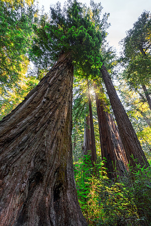 Coastal Redwood Forest, Big Basin