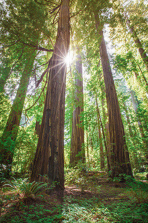 Precious California Redwoods