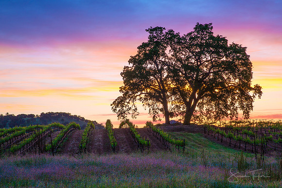 Sierra Foothills Vineyard Sunrise