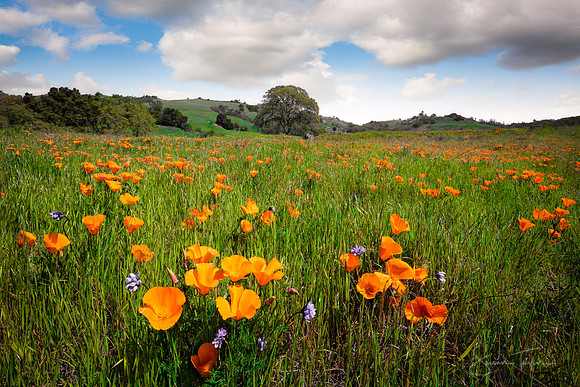 Field of Poppies, Mount Diablo