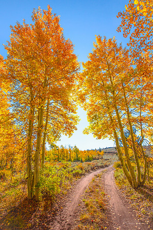 Sierra Nevada Aspen Path