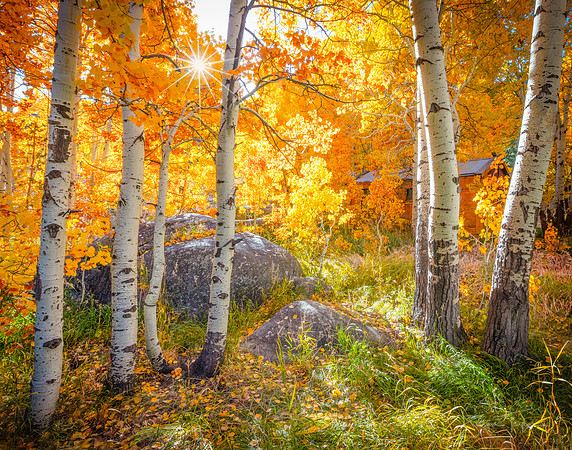 Aspens and Solitude in the Sierra Nevada