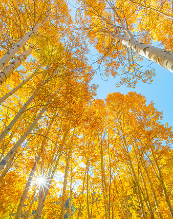 Aspen Morning