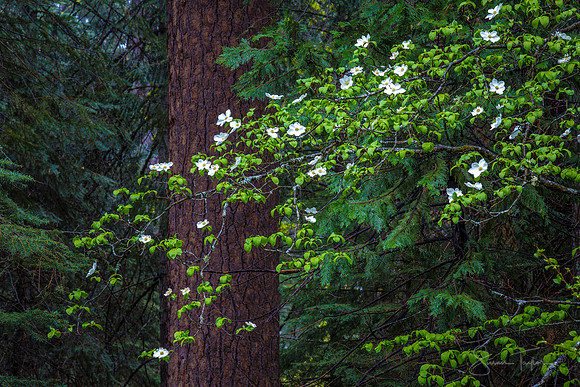 Dogwood In Yosemite Valley