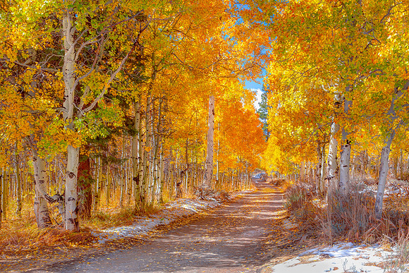 Autumn Aspen Adventure