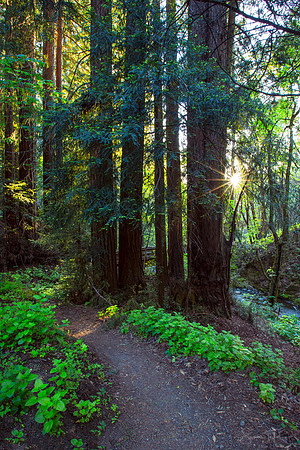 Redwood Path, Sugarloaf Ridge State Park, CA