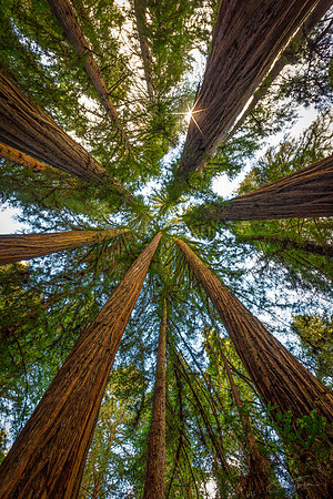 Redwood Forest Canopy, Samuel P. Taylor State Park