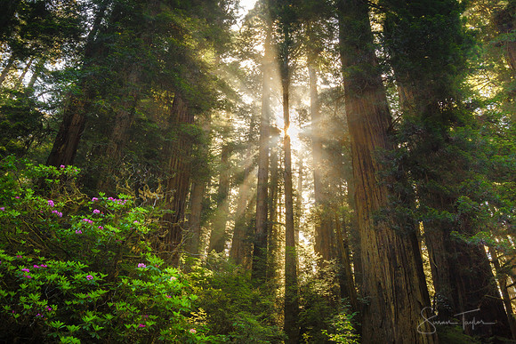 Magical Redwood Forest
