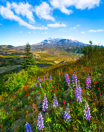 Wildflowers at Mount St. Helens