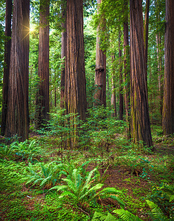 California Redwood Forest