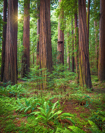 California Redwood Forest