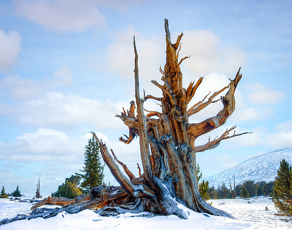 Patriarch Grove - Bristle Cone Pine