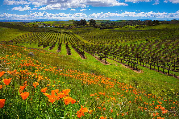 Napa Valley Poppies
