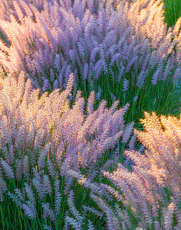 Graceful Fountain Grass, Napa Valley