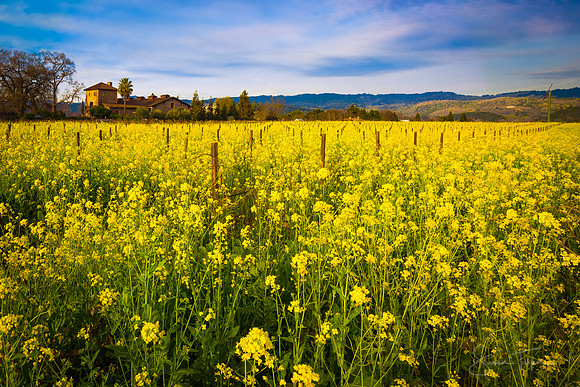Spring View, Napa Valley
