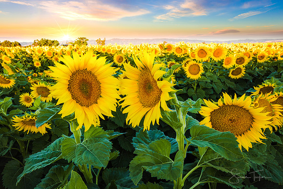 California Sunflower Bloom
