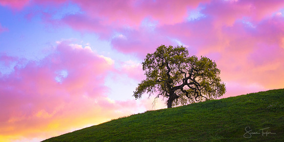 Spring Sunset Oak Tree, Mount Diablo