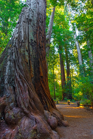 Big Basin Redwoods State Park - Giant Sequoia