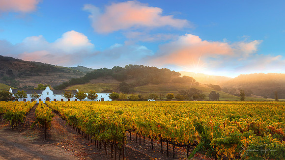 Napa Valley Sunrise Glow