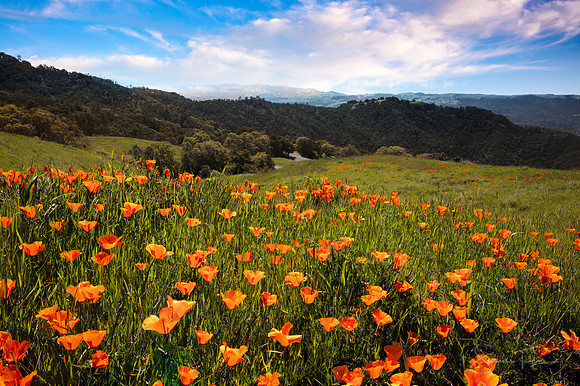 Mount Diablo Poppy Joy