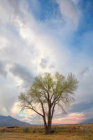 Eastern Sierra Lone Tree