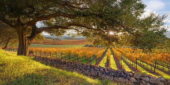 A California Wine Country Sunset
