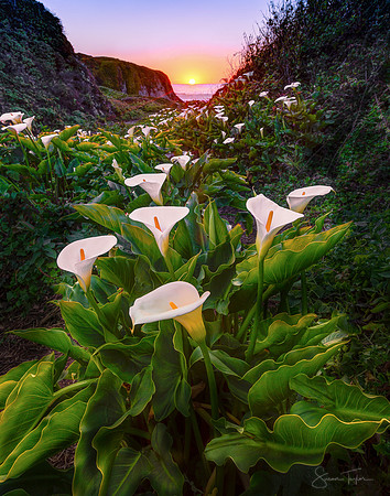 Calla Lily Valley Sunset