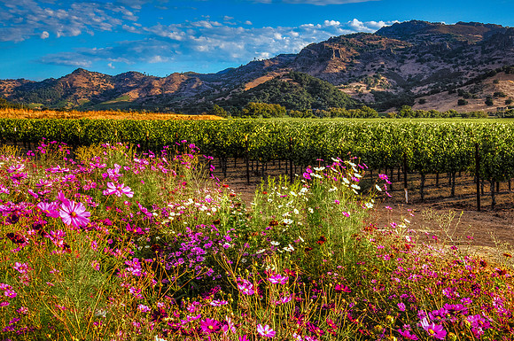 Springtime In Napa