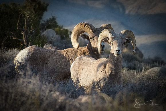 Desert Bighorn