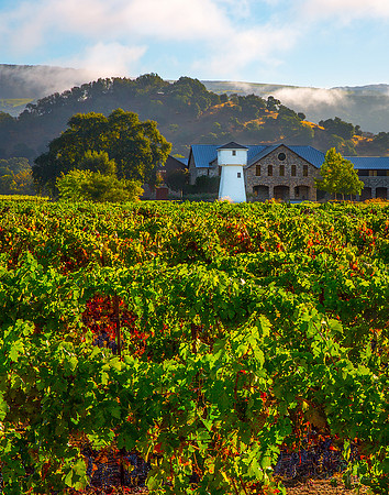 Wine Country Harvest Morning