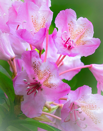 Healing Rhododendron