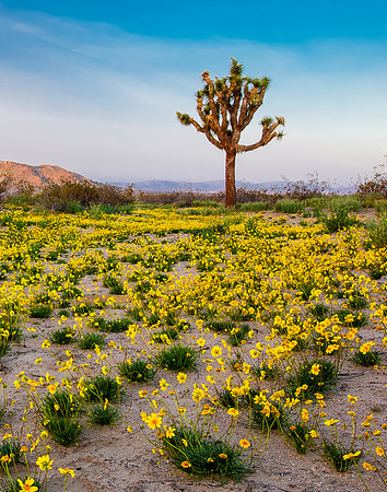 Mojave Desert Bloom