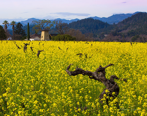 Napa Valley Mustard Bloom