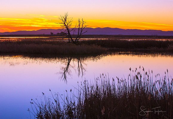 Suisun Valley Sunset