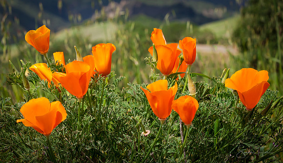California Poppies - Mount Diablo State Park