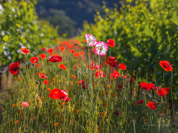 Wine Country Poppies