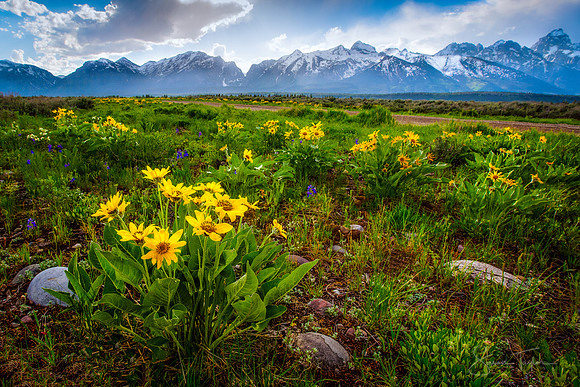 Arrowleaf Balsamroot and the Grand Tetons