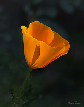 California Poppy