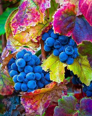 Napa Valley Harvest