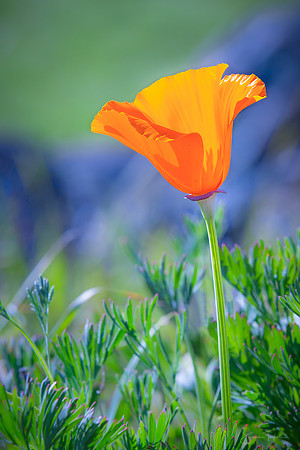 Sierra Nevada Poppy