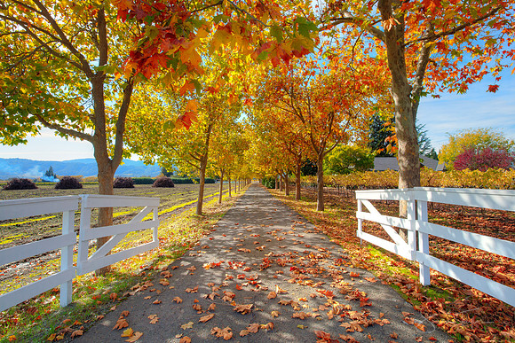 Wine Country Road, Napa Valley